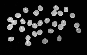 Davis-Standard: Pellets Uniform and Shape and Size