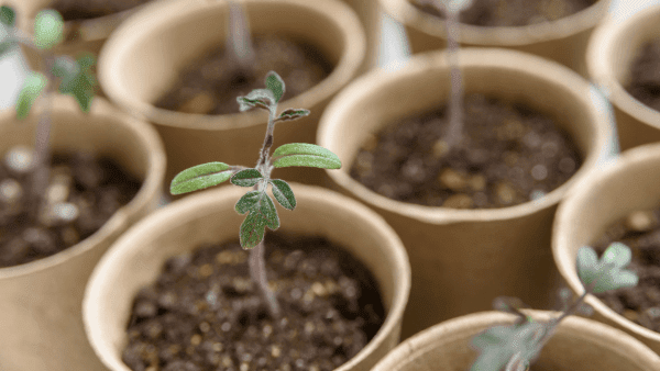 Impact Solutions: Plants Growing