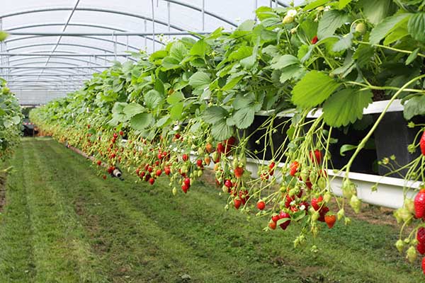 strawberries in a greenhouse